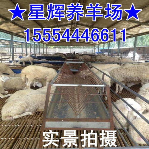 买杜泊羊到正规厂家 大型小尾寒羊 黑山羊繁育推广养殖基地