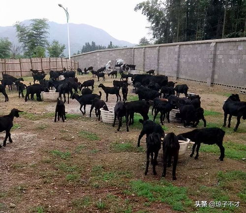 黑山羊羔出生后,有一个很不错的喂羊方法,可提高经济效益