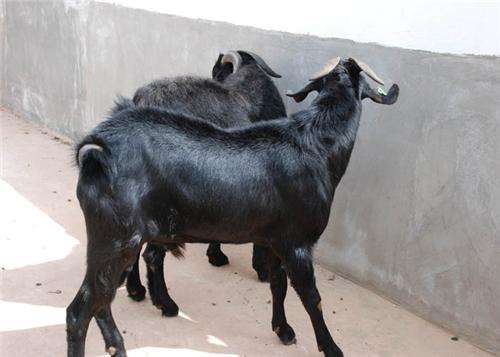 洞口养殖肉羊努比亚黑山羊努比亚黑山羊种苗养殖基地