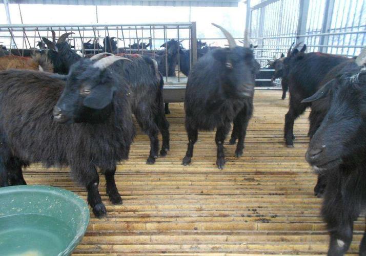 养殖 正文    努比亚黑山羊多少钱一只,现在屠宰山羊什么价格多少钱