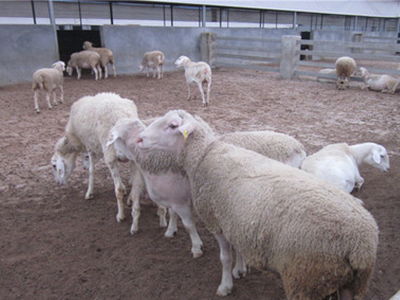 阜阳育肥羔羊哪里有供应 育肥羔羊价格行情