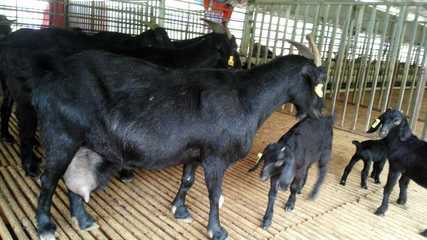 供应黑山羊羔养殖基地, 比亚短毛黑山羊 黑山羊价格 肉羊 图片_高清大图