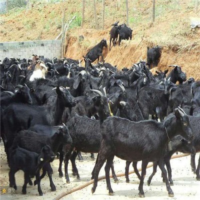 郴州宝宜农业 正宗生态养殖 黑山羊 健康绿色食品 肉质细嫩