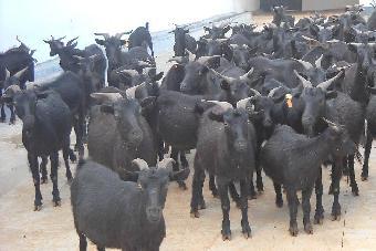 引种黑山羊效益好全年回收正规养殖基地