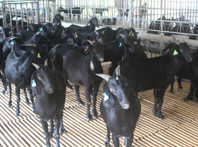 领先的广西黑山羊养殖厂就是广西扶绥广羊农牧,北海努比亚黑山羊