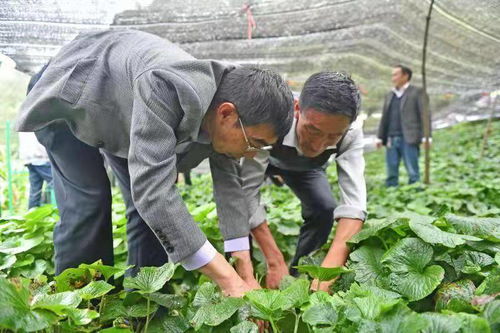 佛山顺德在山海之间留下带不走的脱贫奔康力量