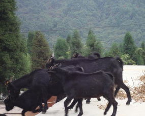 沧山黑山羊图册