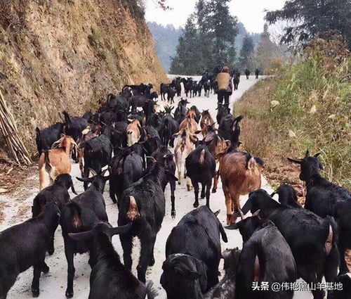 黑山羊养殖,有一种方法能有效降低饲料成本,而且长势还不错